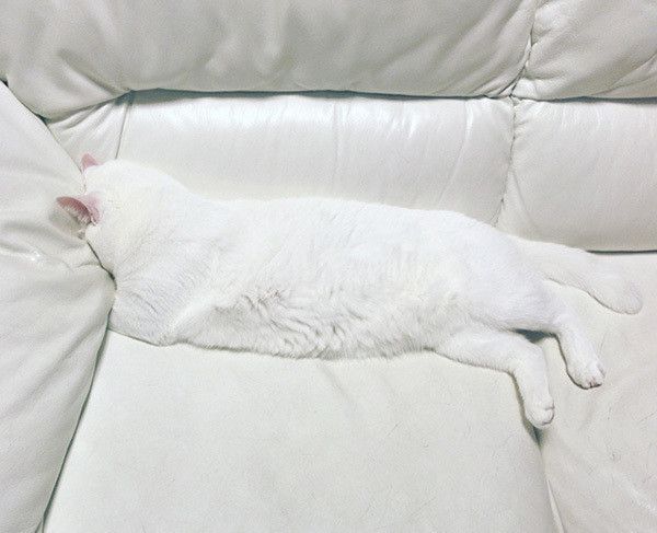 ごめん寝する猫