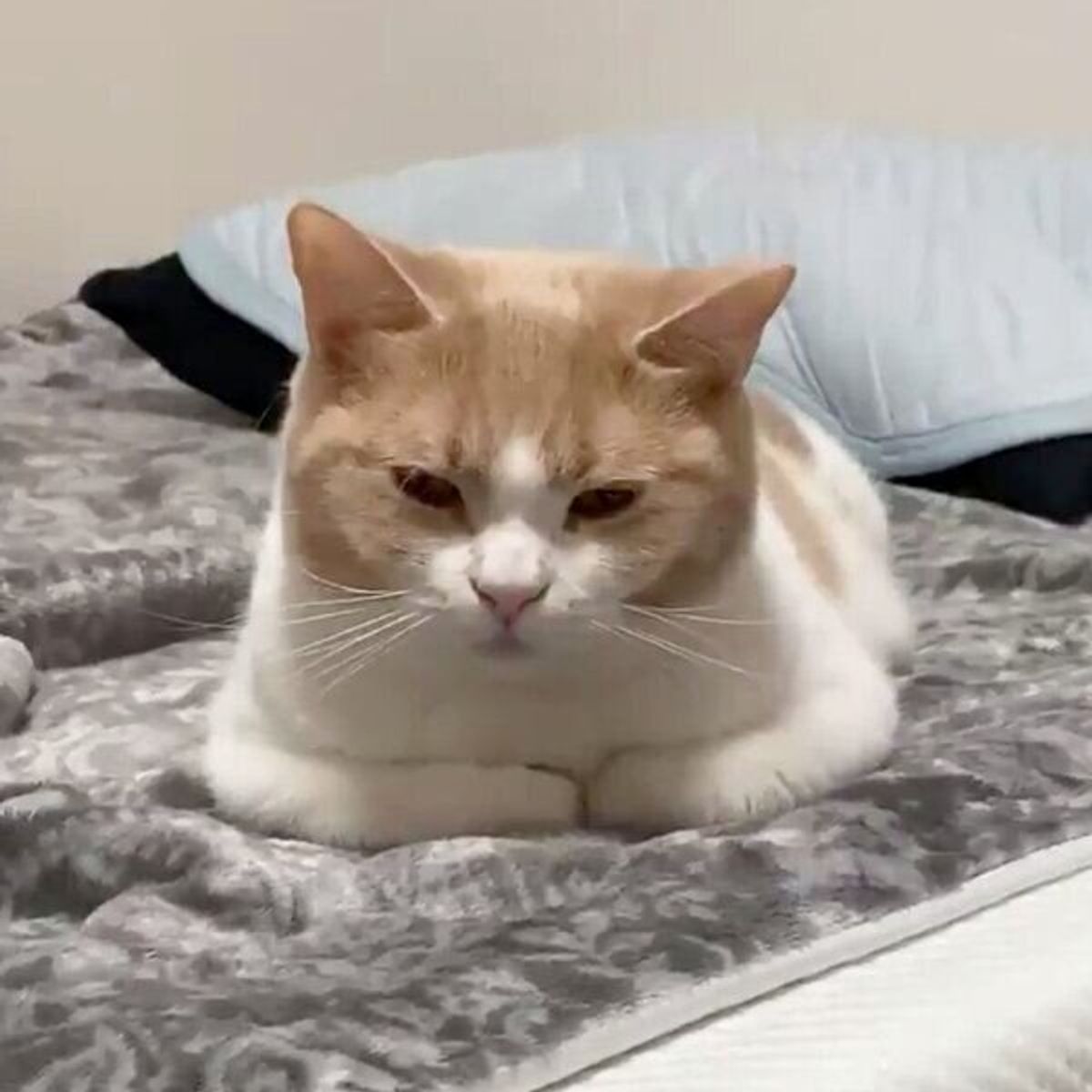 香箱座りかと思いきや 猫の まさかのポーズ に思わず爆笑しちゃう ねこのきもちweb Magazine 香箱座りかと思いきや 猫の まさかのポーズ に思わず爆笑しちゃう ねこのきもちweb Magazine