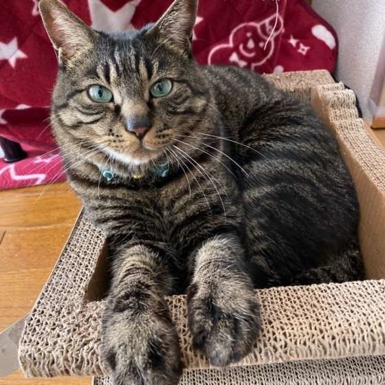 爪とぎでくつろぐキジトラ