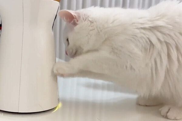 ペットカメラが気になるマオくん