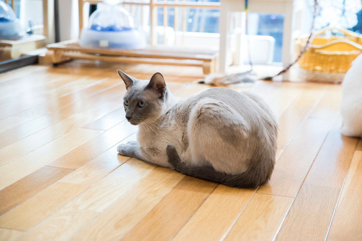 シャム猫 サイアミーズ の特徴と性格 飼い方 価格相場など 猫図鑑 ねこのきもちweb Magazine シャム猫 サイアミーズ の特徴と性格 飼い方 価格相場など 猫図鑑 ねこのきもちweb Magazine