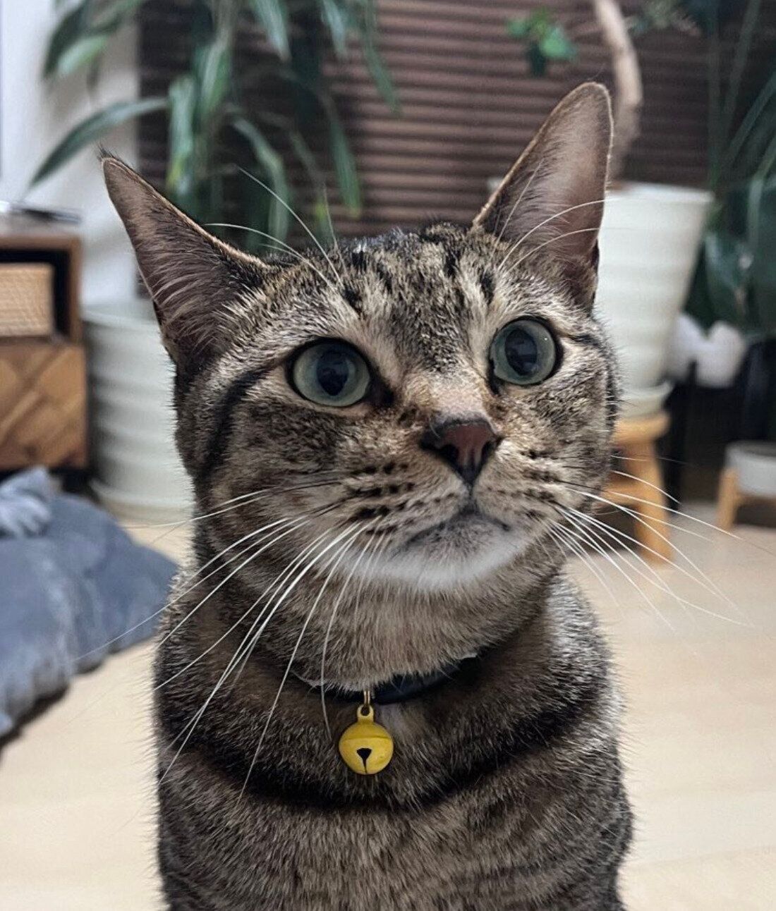 凛々しい顔のふれあくん