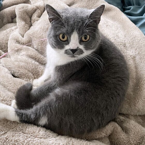 毛布でくつろぐブリティッシュショートヘア