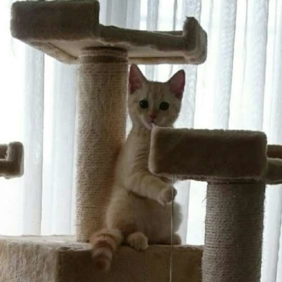 キャットタワーにいるミルクくん