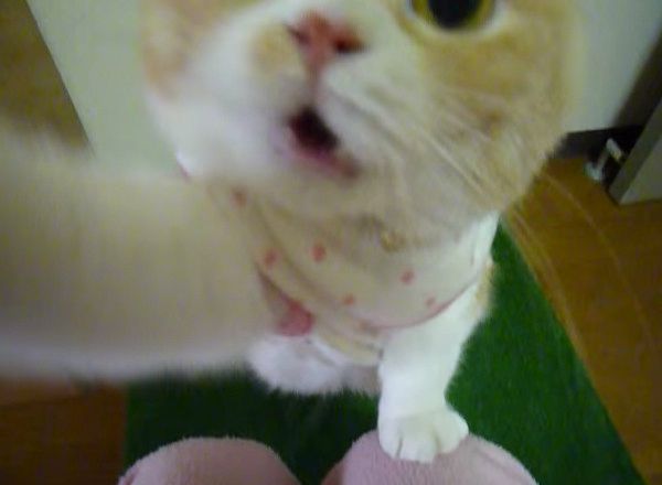 カメラに突撃する猫