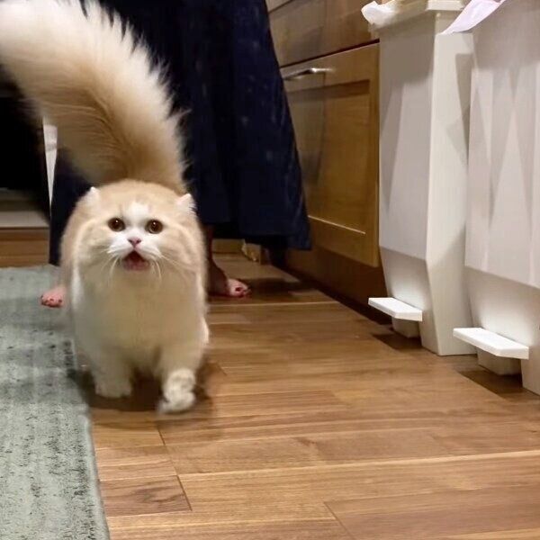 ごはんが待ち遠しいきなこちゃん