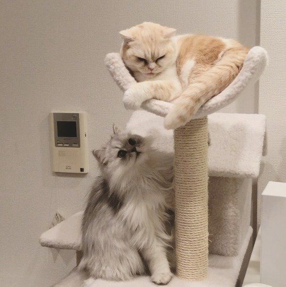 キャットタワーをめぐって争う猫たち