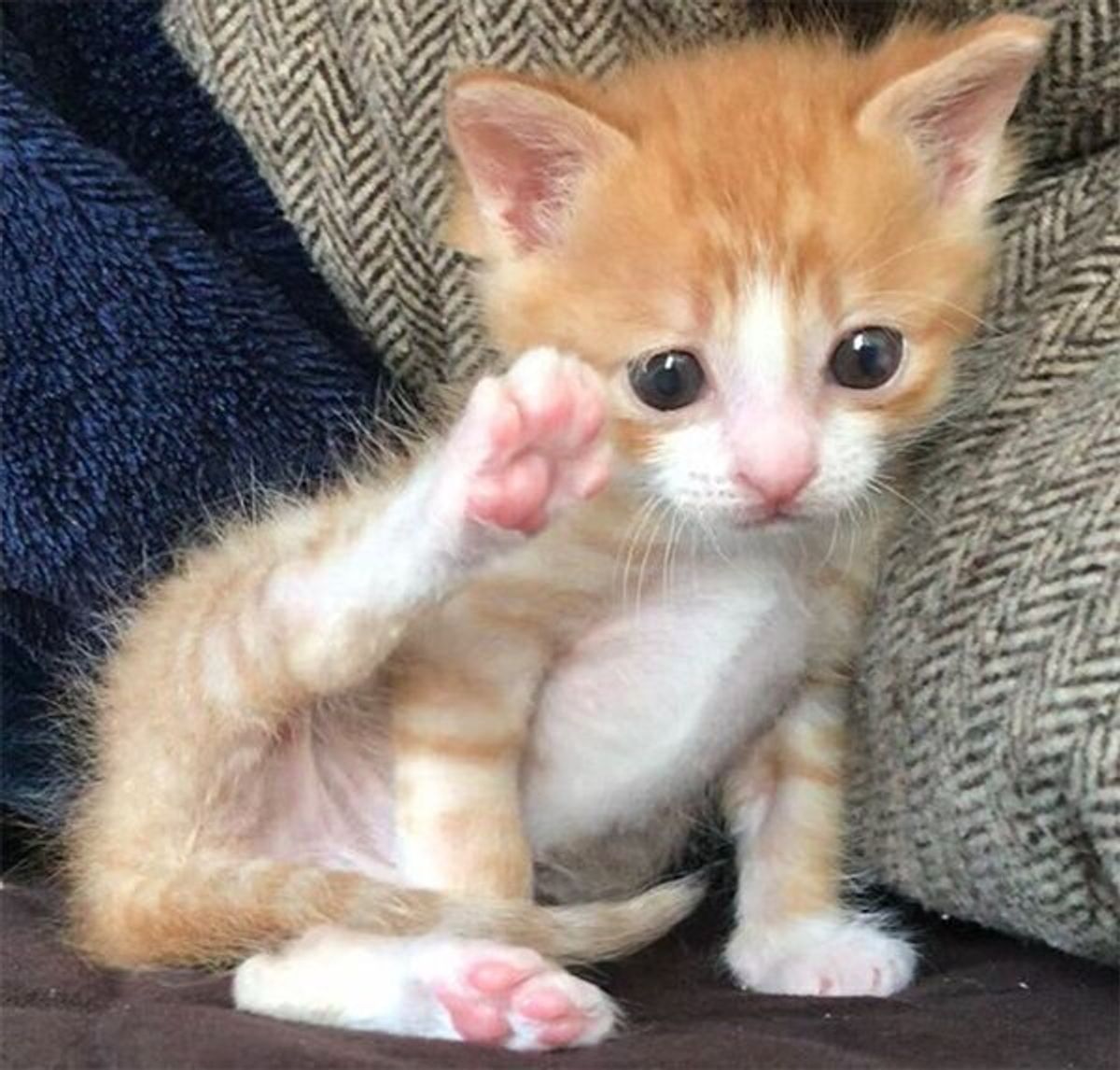 ゴミ置き場に遺棄されたのを助けられた子猫 困り顔 が可愛いコが 立派に成長していた ねこのきもちweb Magazine ゴミ置き場に遺棄されたのを助けられた子猫 困り顔 が可愛いコが 立派に成長していた ねこのきもちweb Magazine