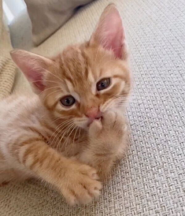 子猫時代のらいとくん