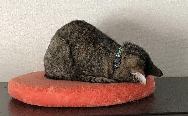 ごめん寝する猫