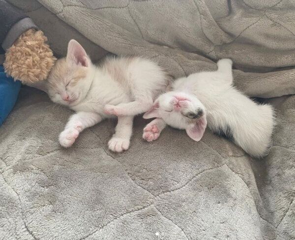 仲良く眠るコメちゃんとミソくん