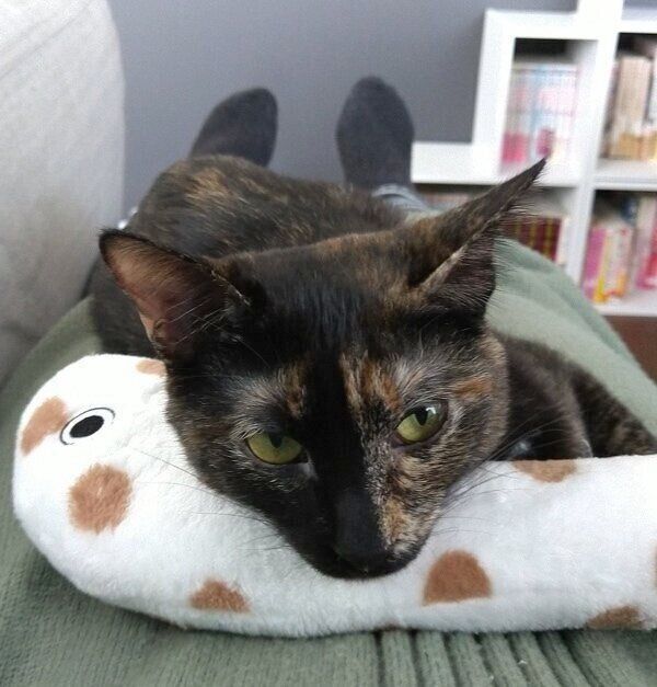 飼い主さんの体でくつろぐ月麦ちゃん。