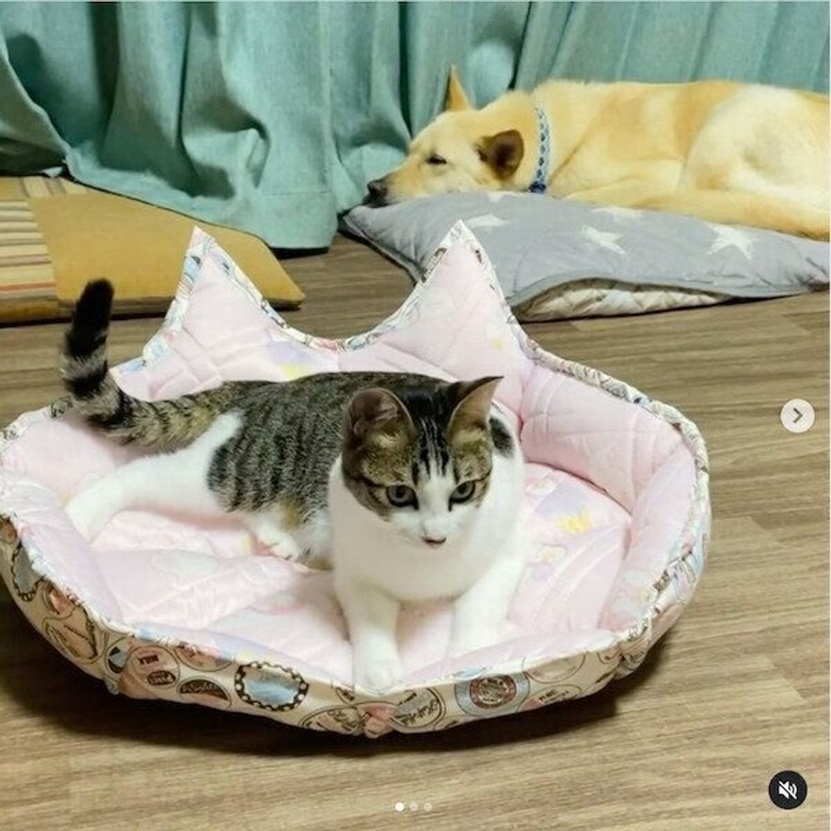 おうち時間にチャレンジしたい 愛猫のために試行錯誤して作った Diy猫ベッド がスゴい ねこのきもちweb Magazine おうち時間にチャレンジしたい 愛猫のために試行錯誤して作った Diy猫ベッド がスゴい ねこのきもちweb Magazine