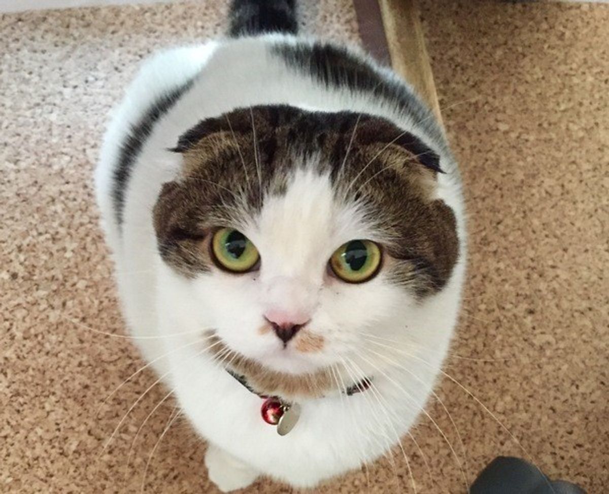 元気な愛猫に食欲がない理由は 食事の様子を毎日観察しよう ねこのきもちweb Magazine