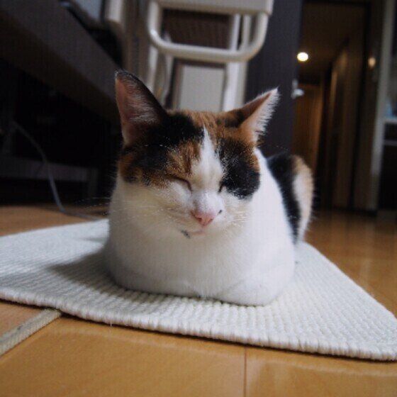 香箱座りするももちゃん（MIX）