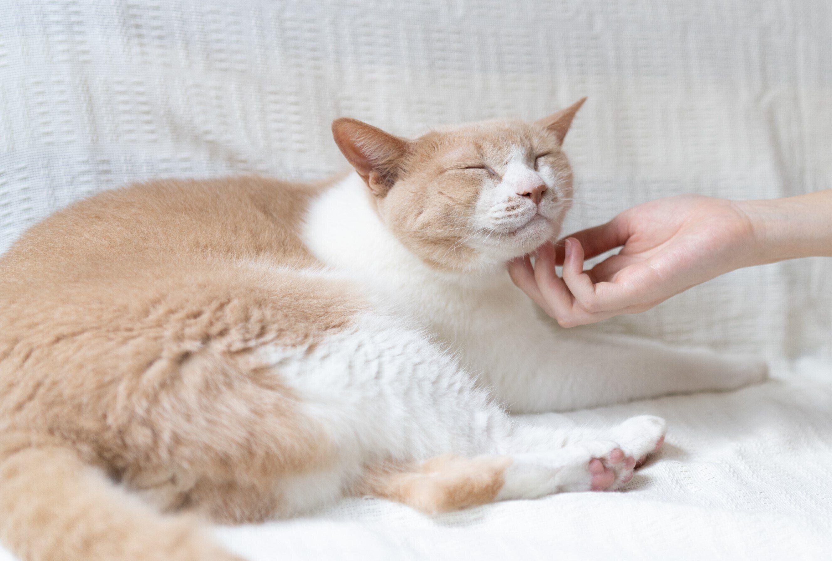 撮影／石原さくら