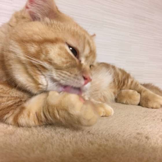 猫の「なめる」に関する3つの疑問。毛づくろいの意外な理由とは？｜ね
