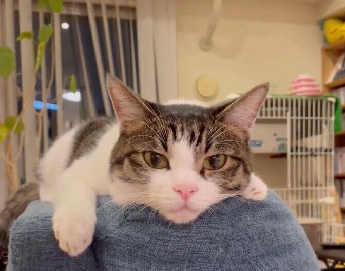 くつろぐアルくん