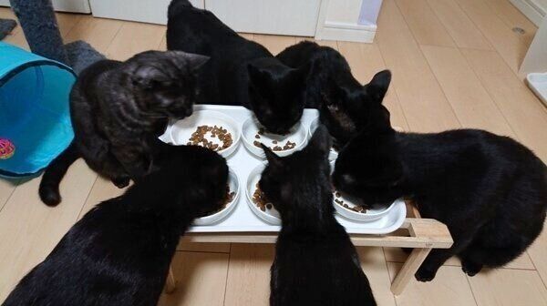 仲良くごはんを食べるミルキくん、イルミくん、ゼノくん、カルトちゃん、キキョウちゃん、アルカちゃん