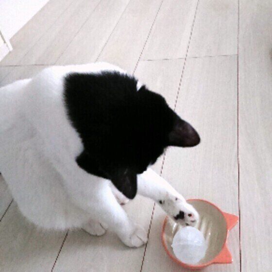 黒白の海大くん