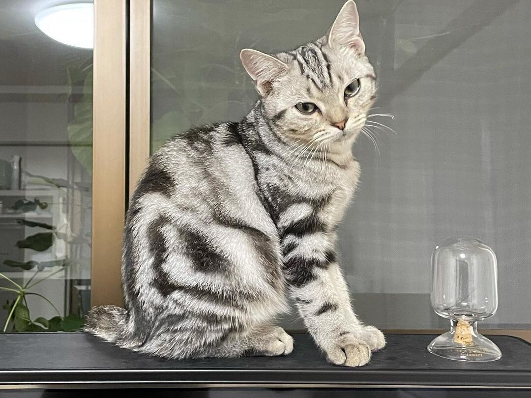 アメリカンショートヘアのニルちゃん