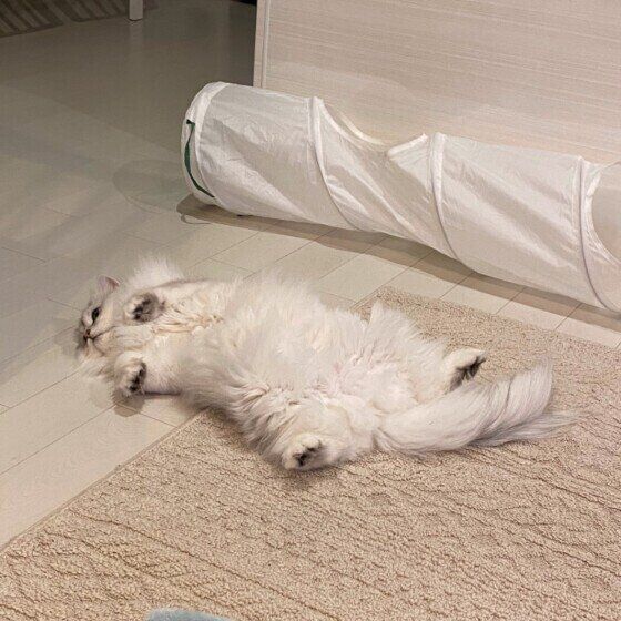 ペルシャの Lily ちゃん