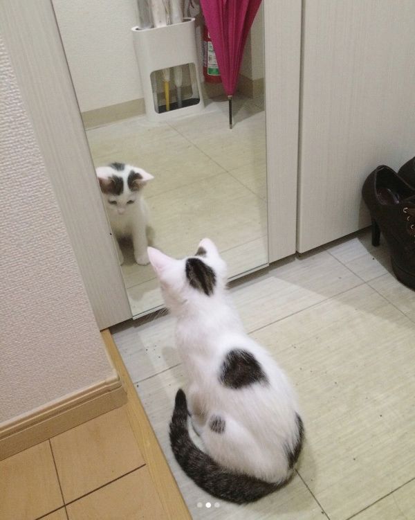 鏡を初めて見た猫