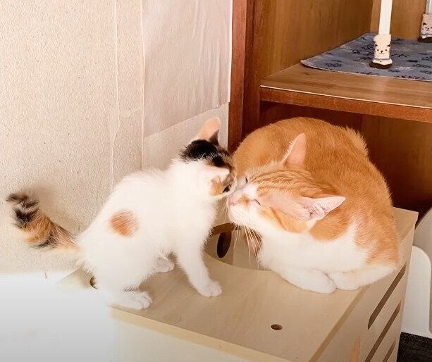 先住猫と子猫