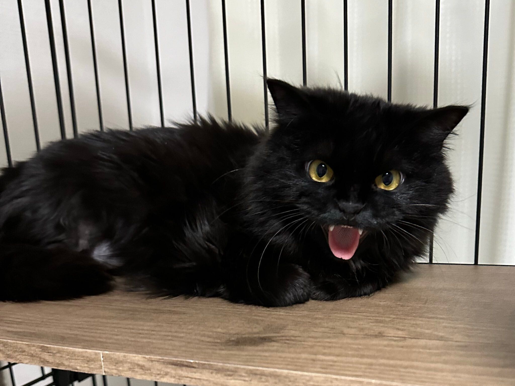 保護したばかりのころのもふちゃん