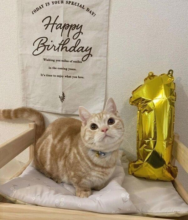 1才の誕生日を迎えてポーズをとるきなこくん