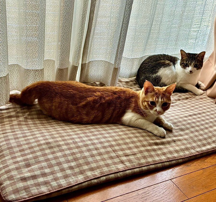別の日の朝の光景　窓辺でくつろぐのんちゃんとなーちゃん