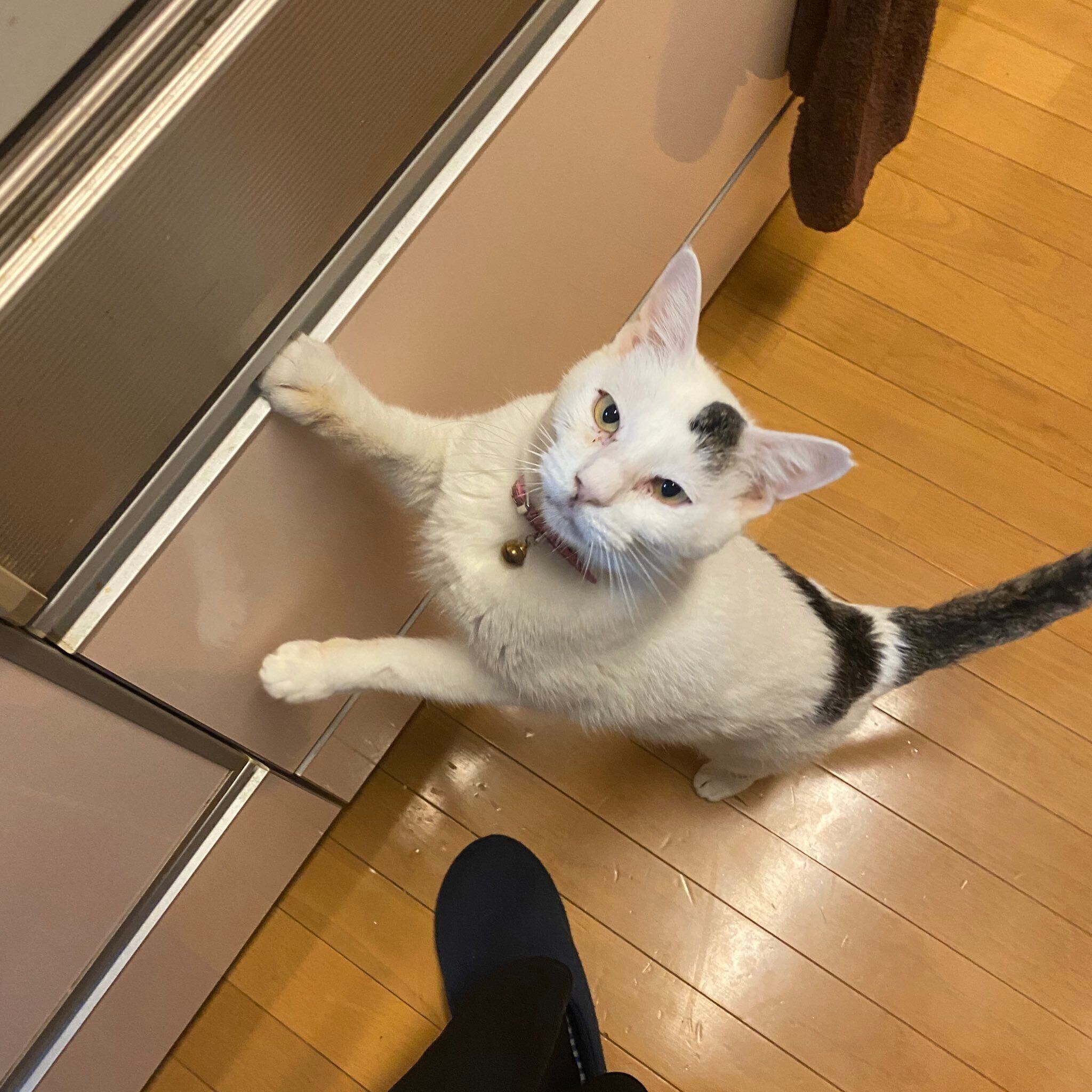 別の日、飼い主さんに何かを訴えるハクくん