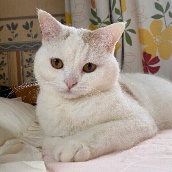 くつろぐスコティッシュフォールド