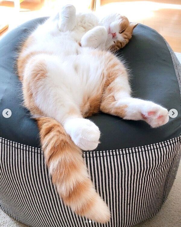 くつろぐまーるくん