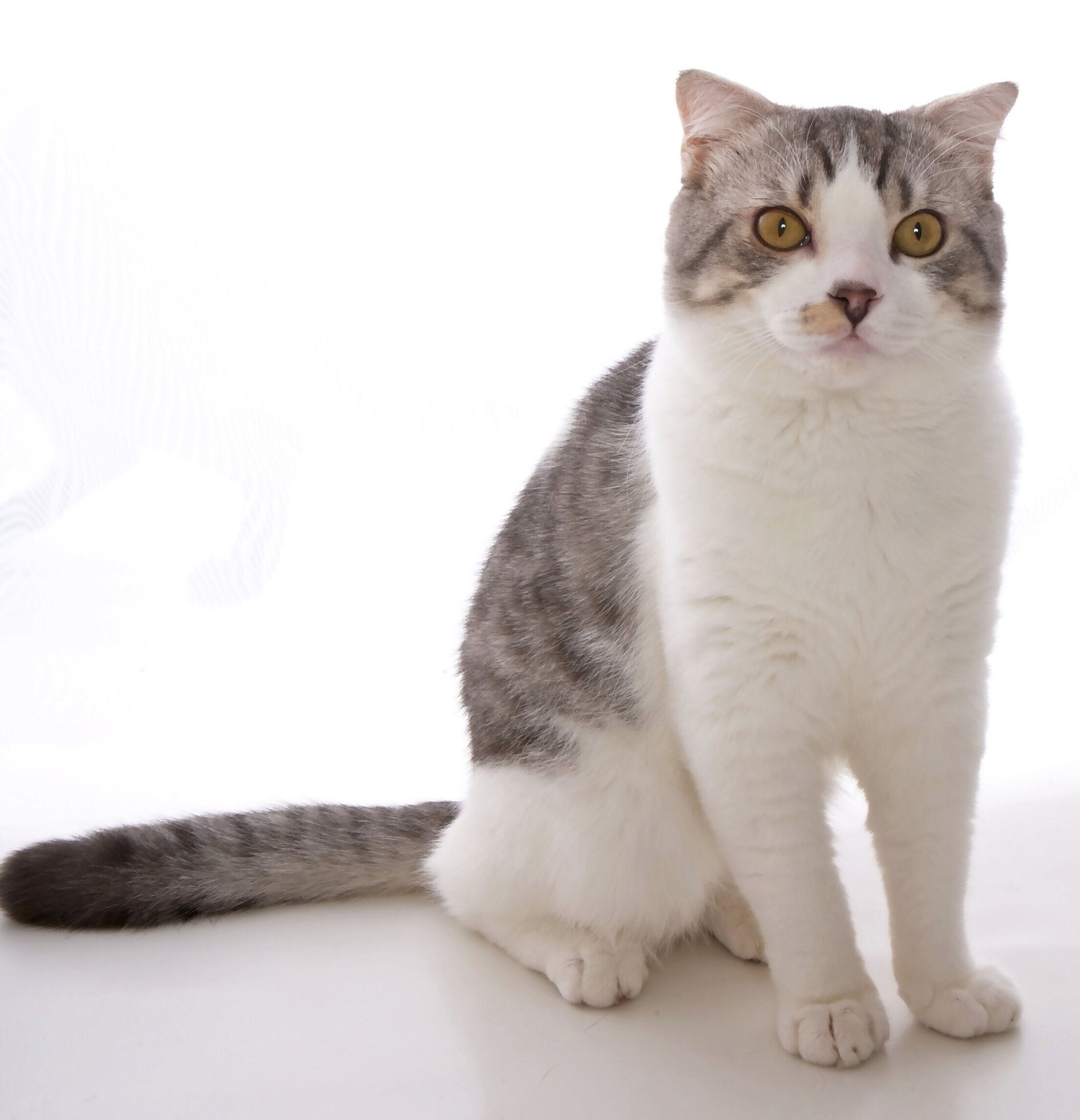 画像／2020年8月号「毛柄トリビア１０」