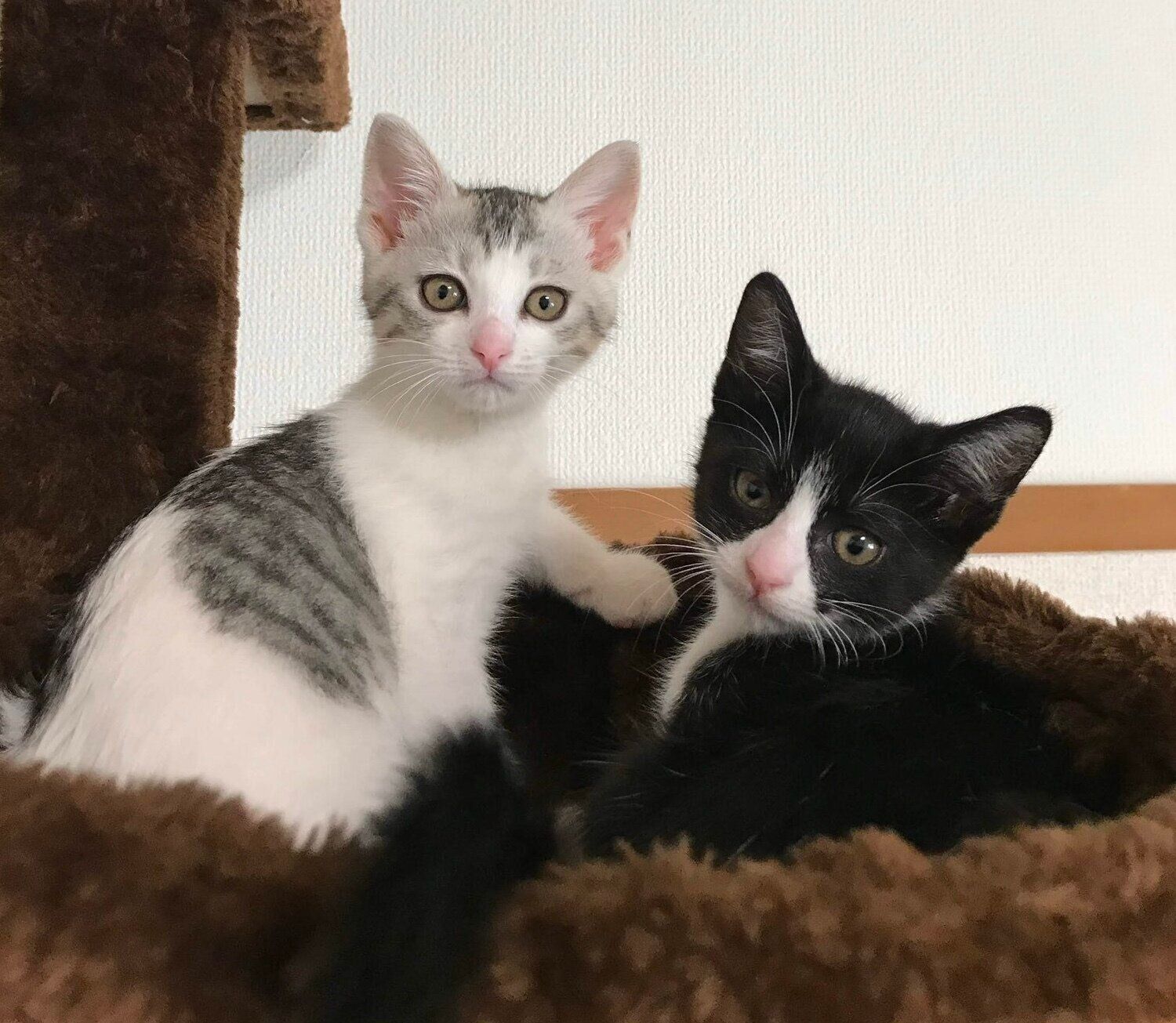 子猫時代のくろまめちゃん、とうふちゃん