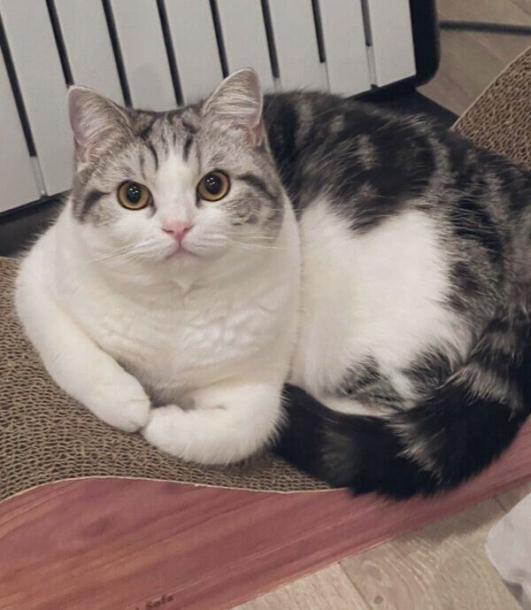 見つめるぷくりちゃん