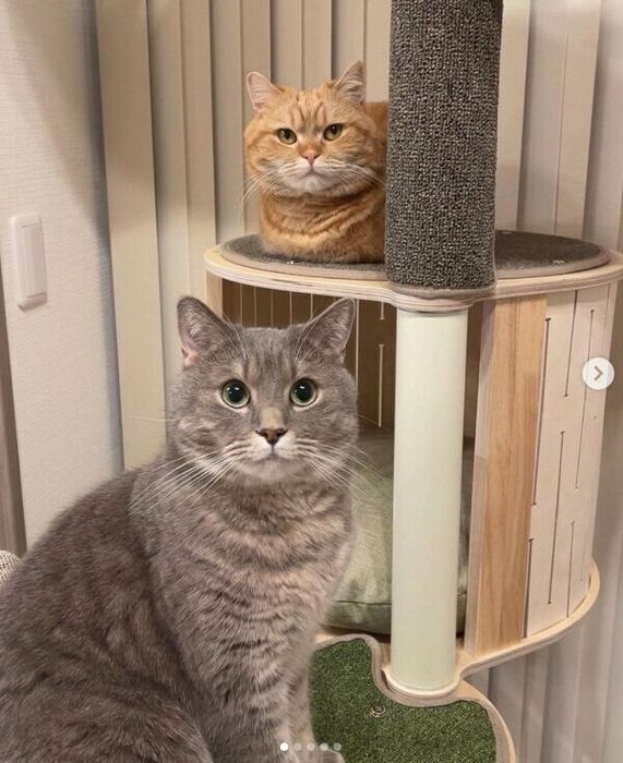 あぽろくんとジュノちゃん