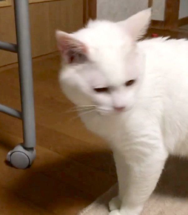 我に返るぷるちゃん