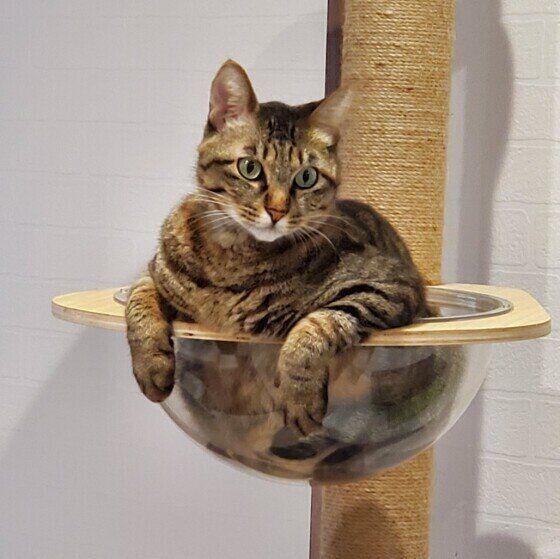 MIXキジトラのピースくん