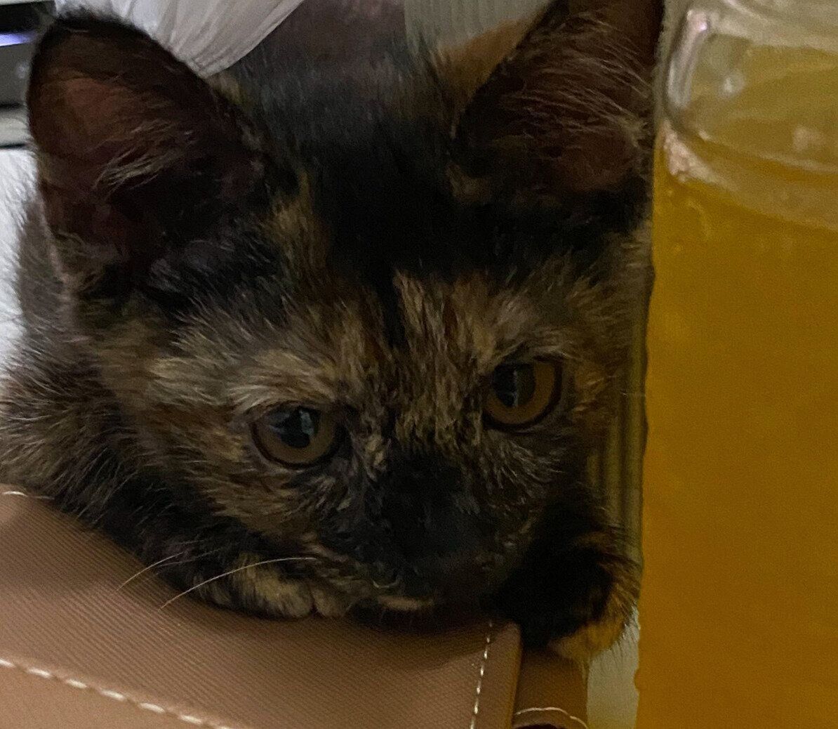 子猫時代のまるちゃん