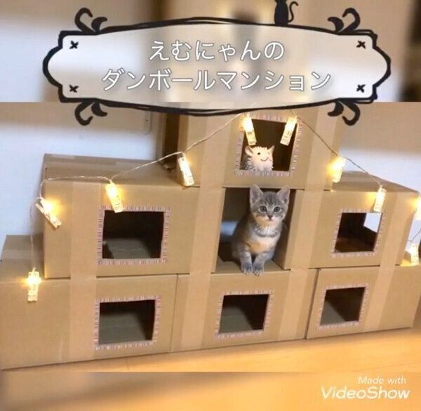 ダンボールハウスで遊ぶえむにゃんちゃん