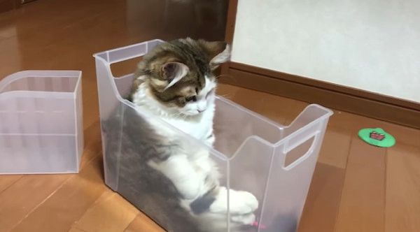 箱に入る猫