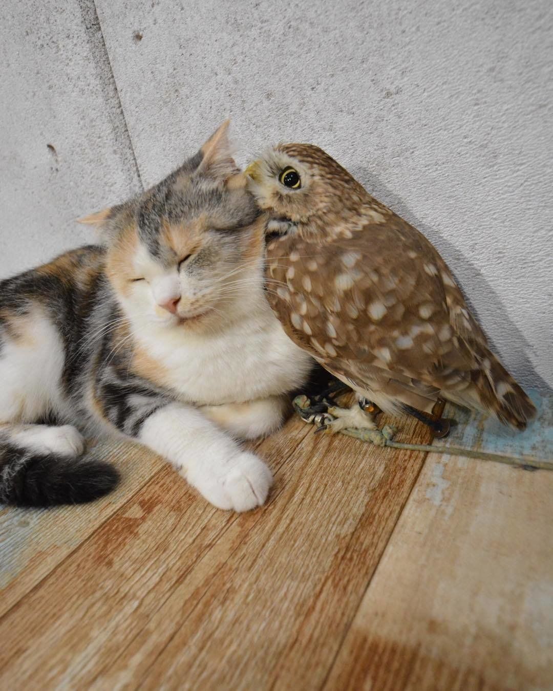 耳打ちするフクちゃん