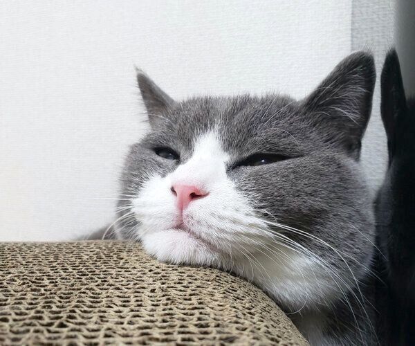 くつろぐてんくん