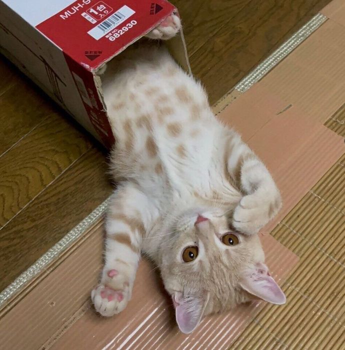 生後5カ月のころに撮影したちくわちゃん