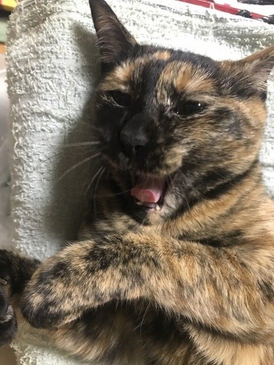 サビのつぶちゃん