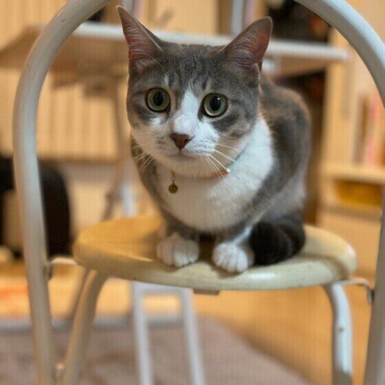 見つめるサバトラ