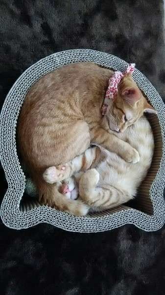 あやめちゃんとききょうちゃん