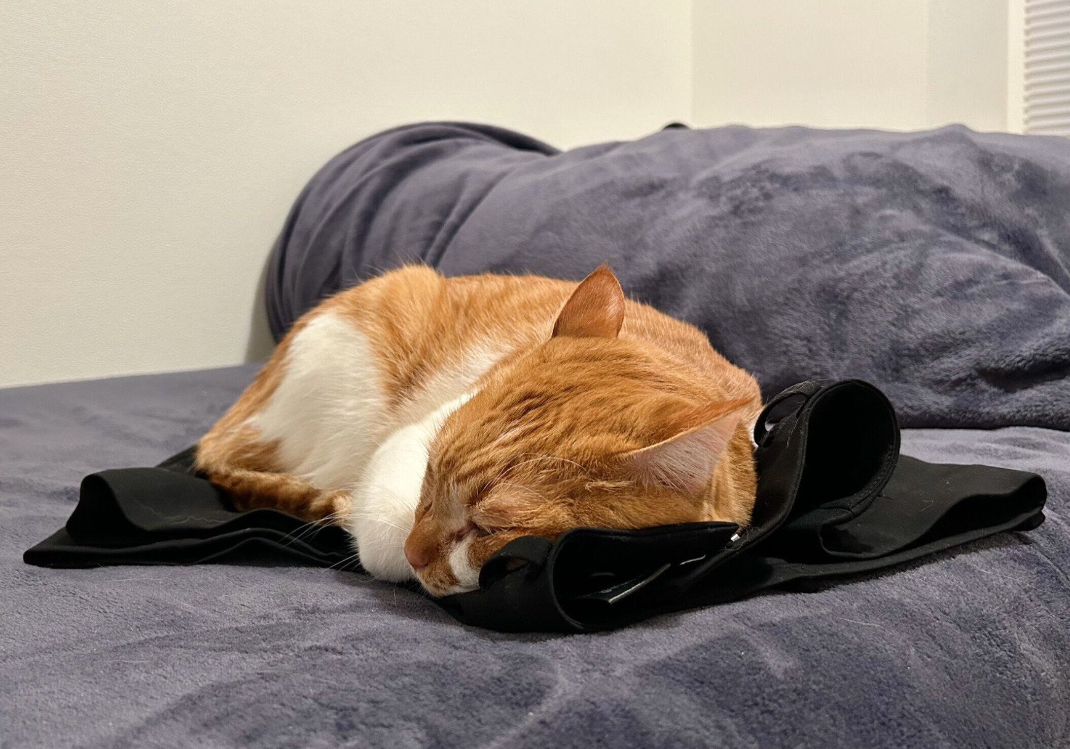 飼い主さんの服の上で寝るきなこくん